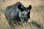 Nashorn im Hluhluwe-Umfolzi Park / Sdafrika