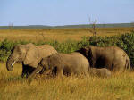 Elefanten Im Krüger National Park / Südafrika