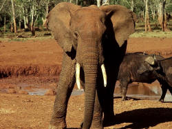 Elefanten im Krger National Park