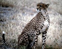 Gepard im Krüger Nationalpark