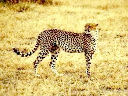 Gepard im Krüger Nationalpark