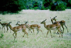 Krger National Park