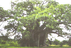 Baobab (Affenbrotbaum)