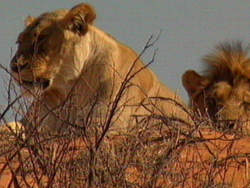 Löwen in der Kalahari