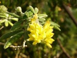 Die Pflanzenvielfalt im Namaqualand