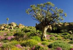 Das bezaubernde Namaqualand von Sdafrika