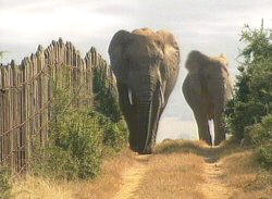 Elefanten im Addo Nationalpark