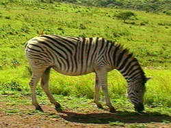 Zebra